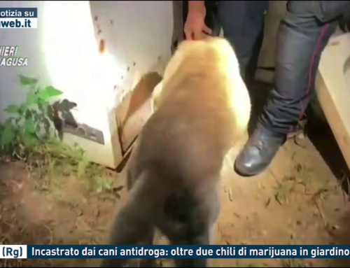 Scicli (Rg). Incastrato dai cani antidroga: oltre due chili di marijuana in giardino
