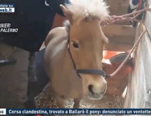 Palermo – Corsa clandestina, trovato a Ballaró il pony: denunciato un ventottenne